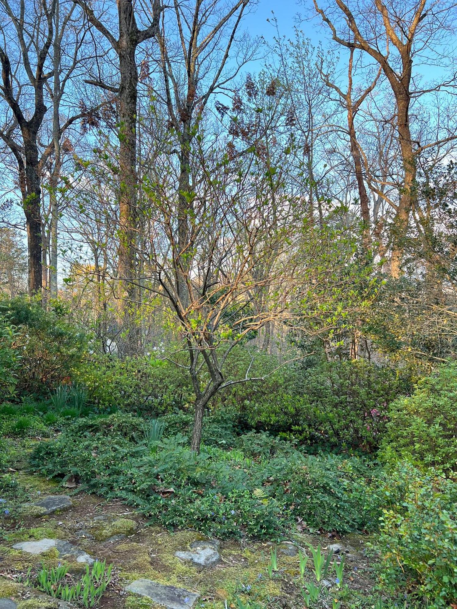 Studio Guest Suite In Forest Cottage Tryon Exterior foto